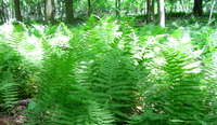 Fern Loop on the Nature Trail