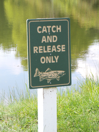 Catch and Release Fishing at Laurel Lake