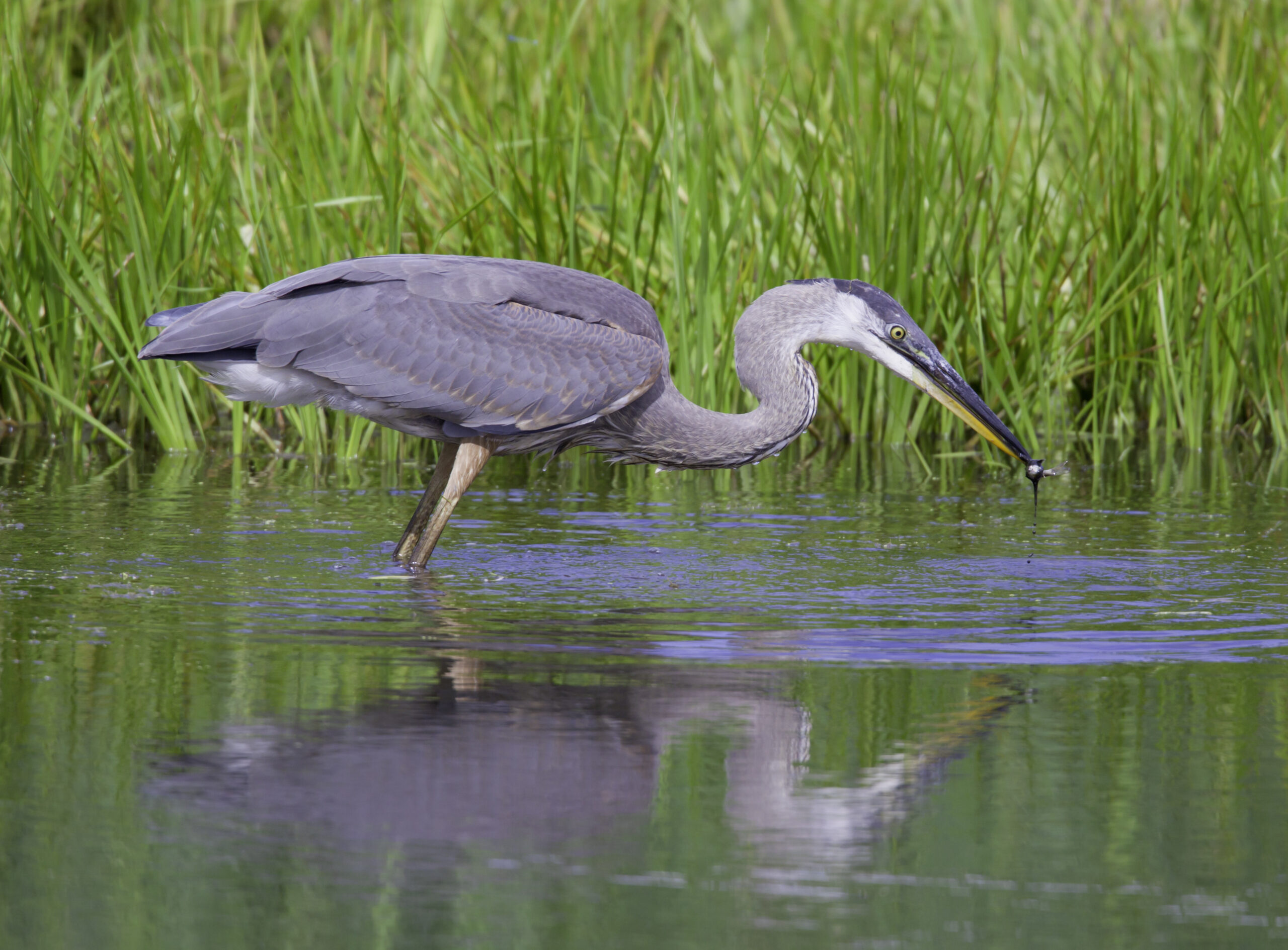 146902820 Heron