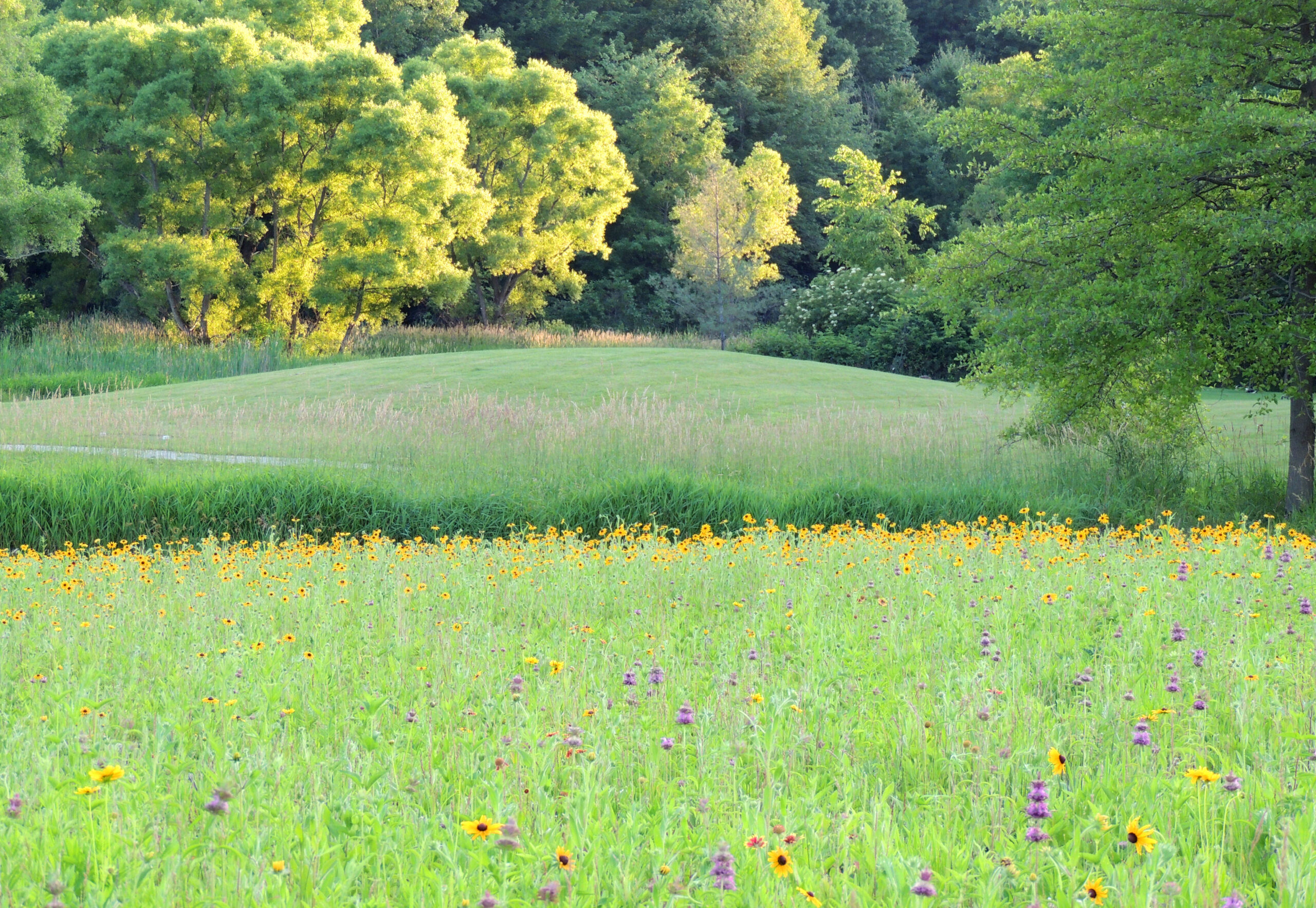 meadow1