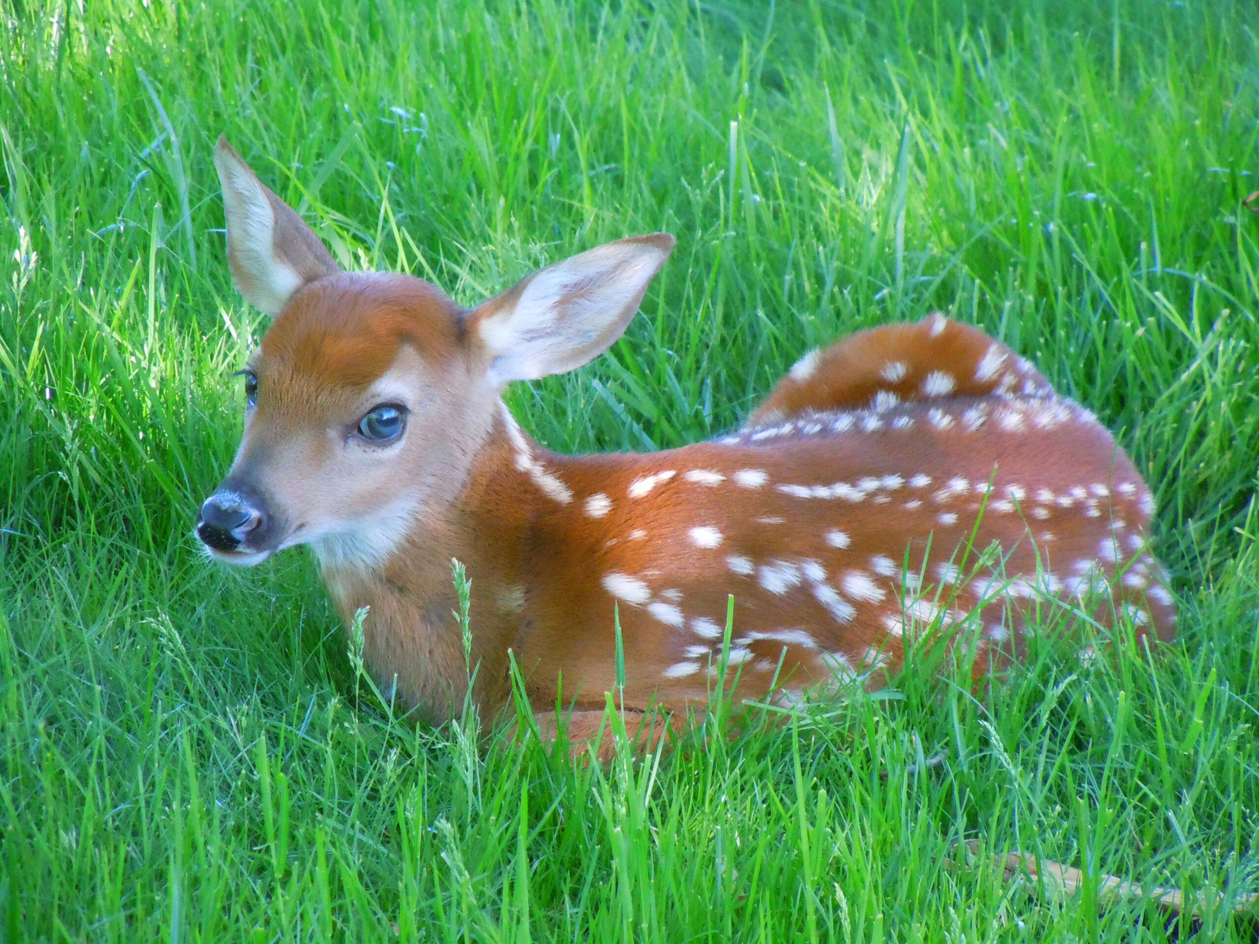 Whitetail Fawn Photo by resident Bob Clark
