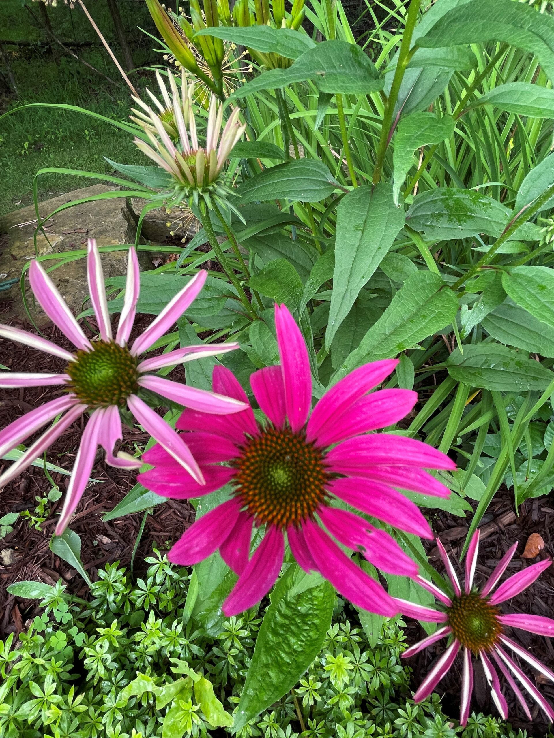 coneflowers
