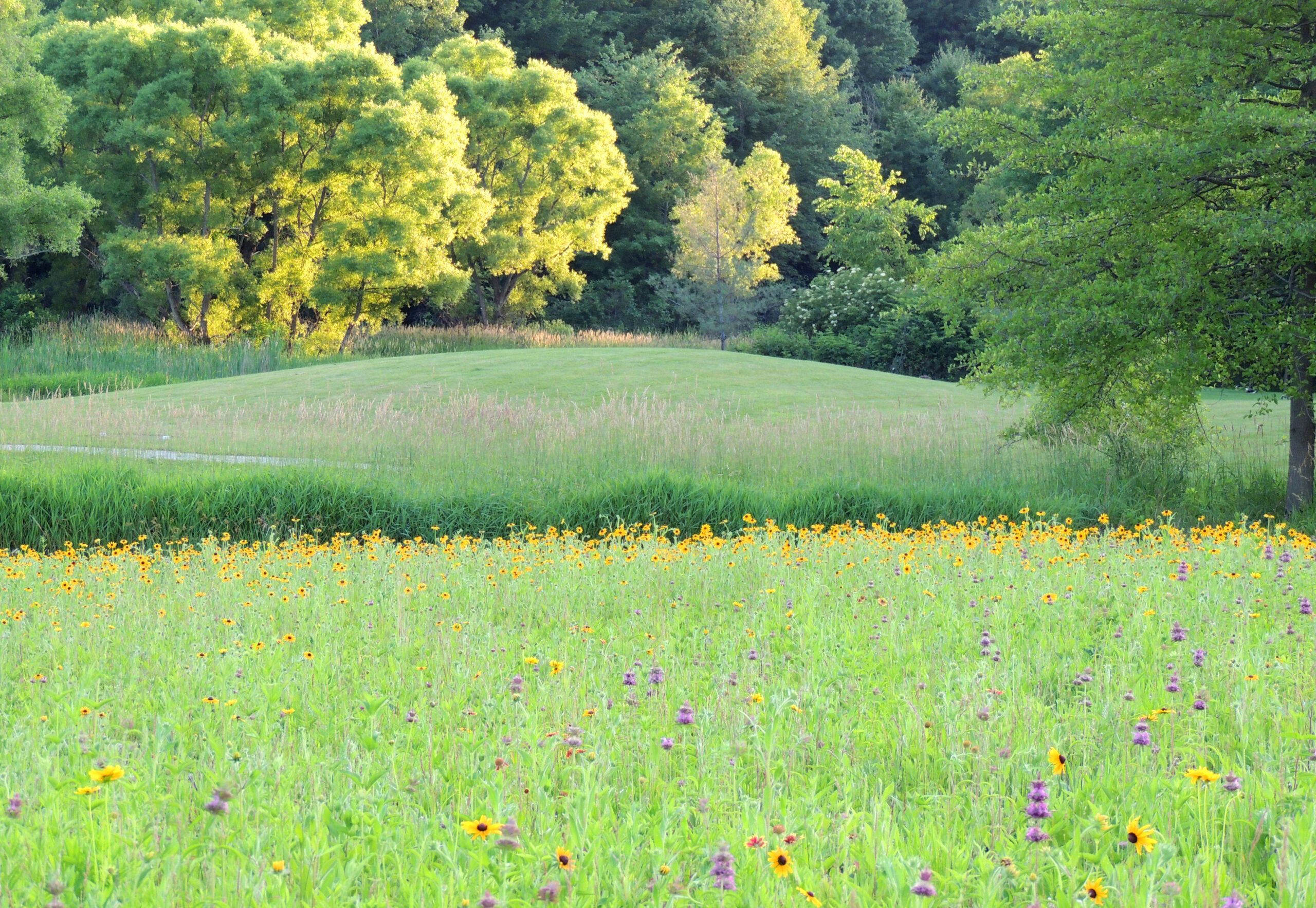 meadow1